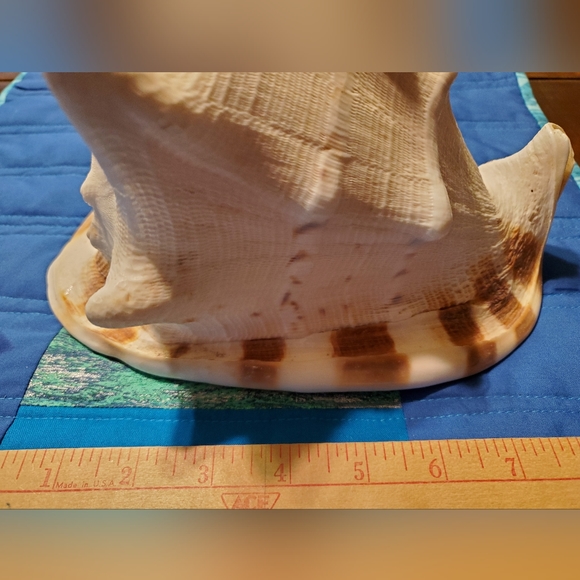 Large Beautiful Natural Conch Shell 9 Inches - Picture 6 of 9